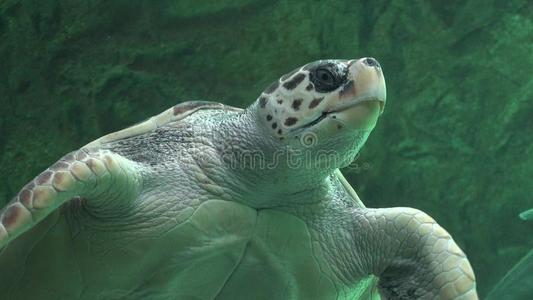 自然 动物 野生动物 海龟 爬行动物 海洋 生物 乌龟 股票