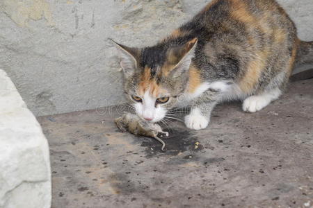 捕手 小猫 危险 打猎 好奇心 发生 蜂箱 房子 杀手 老鼠