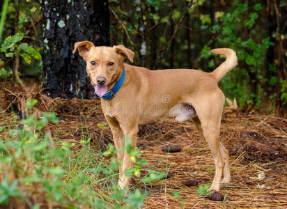 巧克力拉布拉多猎犬比利牛斯混合犬比格狐狸猎犬混合品种猎狗黑色背景
