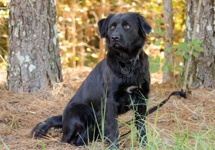 黑色猎犬纽菲混合品种狗