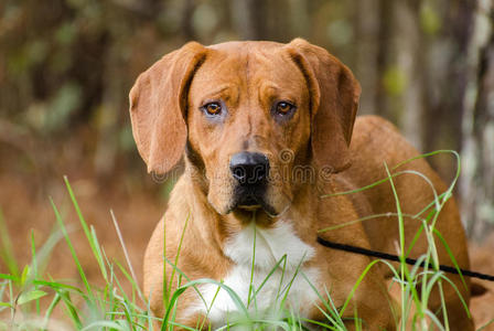 比格尔巴塞特猎犬混合品种狗