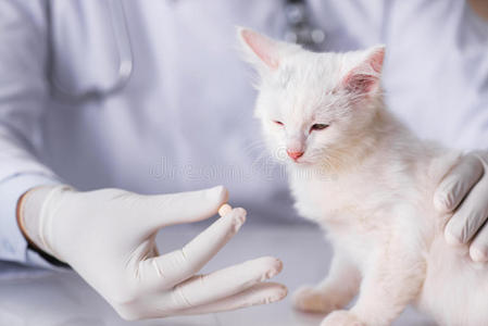 职业 宠物 教授 小猫 医学 检查 药物 疾病 诊所 助理