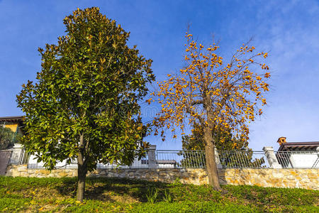 植物学 花园 风景 农场 意大利 富足 榕树 欧点 农业