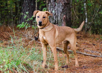 巧克力拉布拉多猎犬比利牛斯混合犬比格狐狸猎犬混合品种猎狗黑色背景