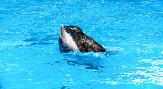 漂亮的 脚蹼 朋友 水族馆 生活 狮子 自然 海的 羽状