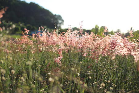 粉红色 生长 植物区系 草地 幻想 模糊 梦想 领域 早晨