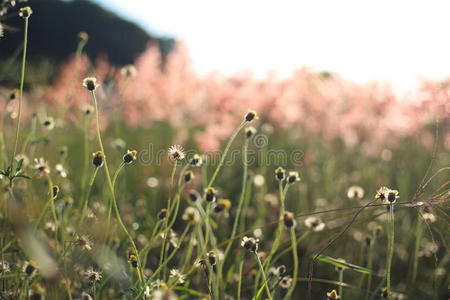 模糊 季节 漂亮的 点燃 植物 环境 秋天 生长 罗勇 草地