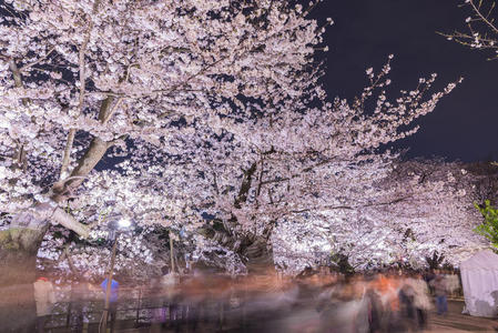 日本东京的樱花