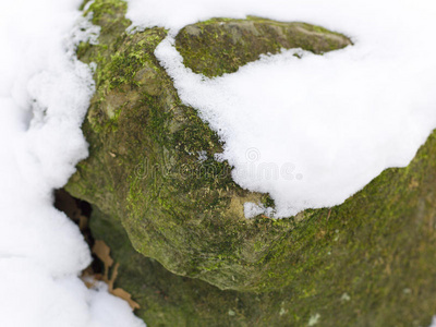 日光 运动 摔倒 下雪 火灾 降雪 季节 植物 它本身 自然