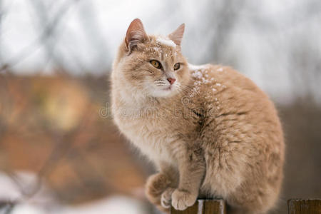 毛茸茸的猫在木栅栏上