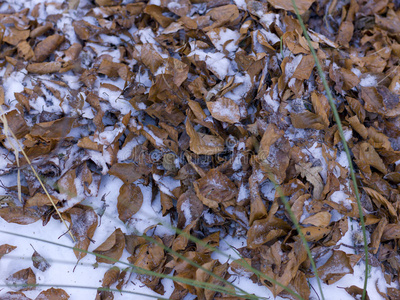 满足 冻结 它本身 季节 明亮 降雪 植物 运动 奥地利