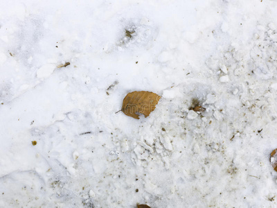 降雪 明亮 地面 里尔 冻结 冷冰冰的 日光 火灾 底土