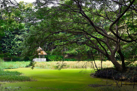 森林 亚洲 木材 泰国 旅行 自然 场景 公园 阳光 植物