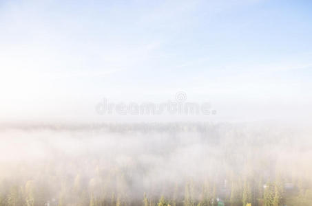 晨雾中顶部的针叶树