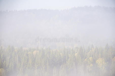 晨雾中顶部的针叶树