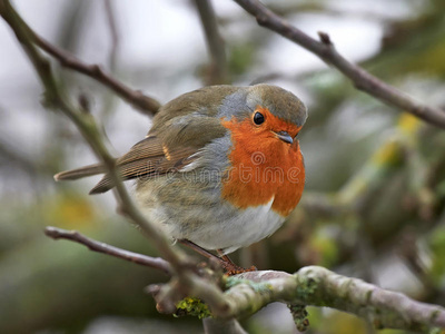 欧洲知更鸟erithacusRubecula