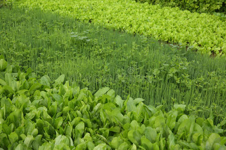 绿色蔬菜植物