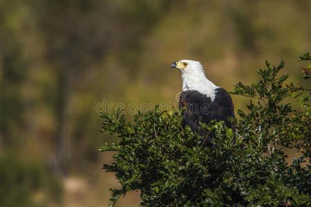 南非克鲁格国家公园的非洲鱼鹰