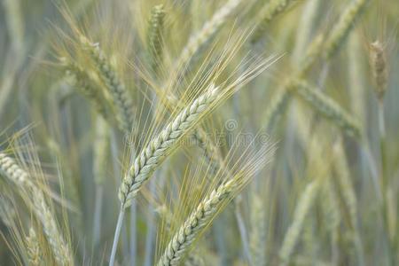 植物 谷类食品 季节 稻草 集中 食物 自然 特写镜头 小麦