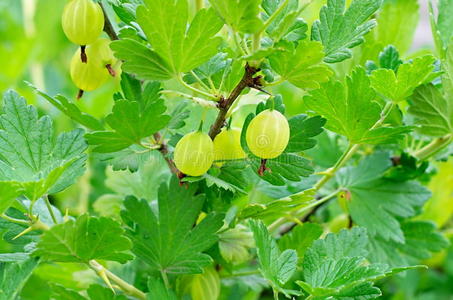 农场 水果 纯洁 食物 灌木 生长 分支 植物学 自然 公司