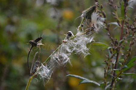 种子 蒲公英 蜘蛛网 它的 秋天 网状物 公园