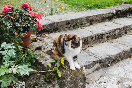 猫咪 台阶 夏天 自然 斑猫 花园 动物 可爱的 公园