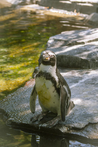 动物 水塘 企鹅 野生动物 行走 可爱的 站立 公园 自然