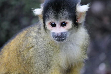 自然 可爱极了 灵长类动物 丛林 动物 科斯塔 松鼠 有趣的