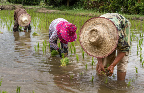 下雨稻田稻草帽农民在稻田中移栽水稻幼苗照片