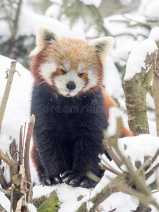 野生动物 冬天 竹子 瓷器 动物 亚洲 哺乳动物 中国人