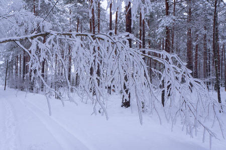 白雪皑皑的树枝