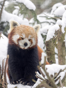 冬天 哺乳动物 中国人 自然 富根 熊猫 竹子 亚洲 动物