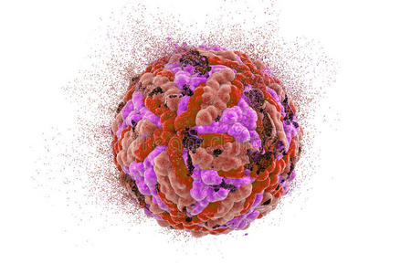 日本脑炎日本脑炎病毒的破坏照片