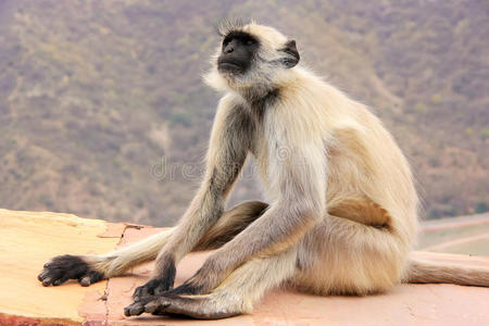灰色叶猴坐在贾加尔堡附近的斋浦尔，拉贾斯坦邦，印度