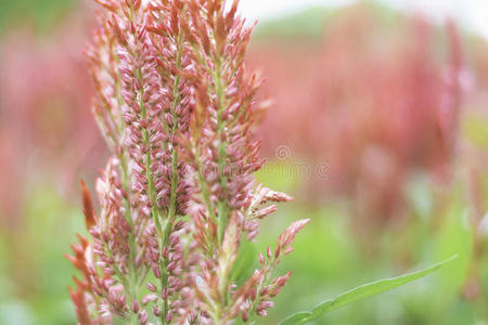 颜色 花园 秋天 园艺 特写镜头 植物区系 美丽的 花束