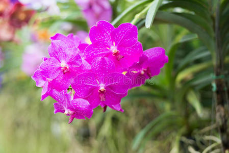美丽的 颜色 花的 美女 自然 蝴蝶兰 植物学 浪漫的 粉红色