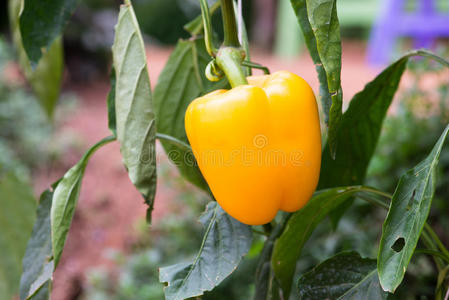 挂在树上的甜椒