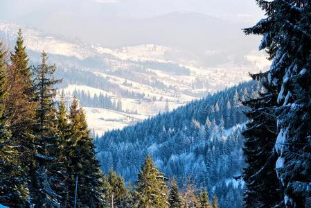 风景 圣诞节 云杉 寒冷的 美丽的 森林 乌克兰 场景 滑雪