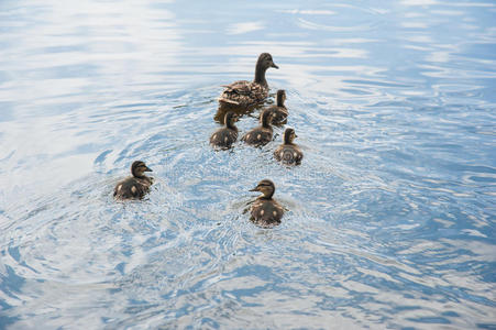 水鸭子声下载图片