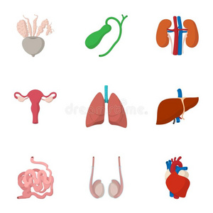 附录 消化 胆汁 疾病 插图 偶像 肝脏 人类 肾脏 身体