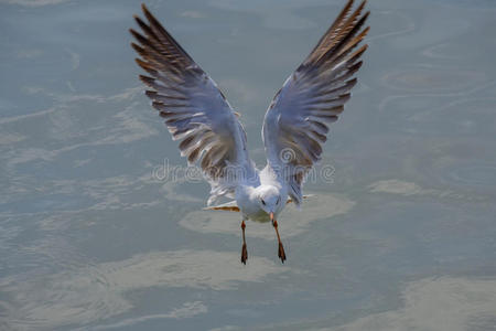 特写海鸥。