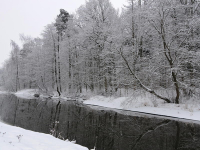 立陶宛语 西萨 立陶宛 冬天 森林 美丽的 自然 风景 纹理