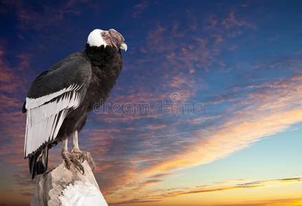安第斯秃鹰对夕阳的天空