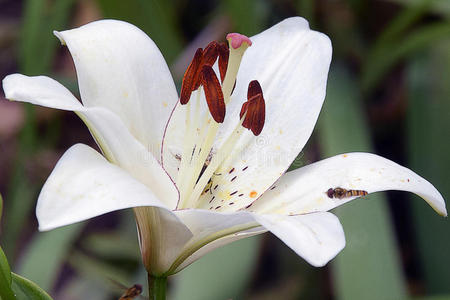 黄色小百合图片