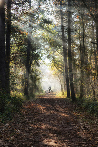森林骑自行车