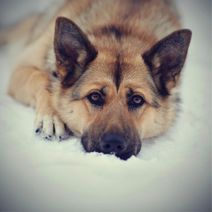 生物 爪子 保护 可爱的 德语 可爱极了 犬科动物 毛皮