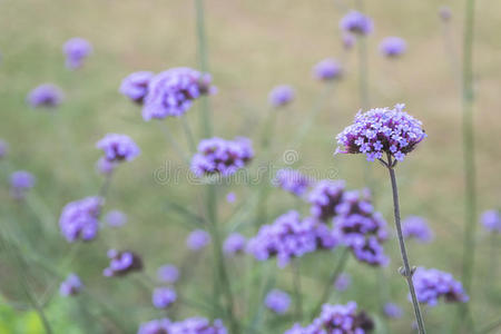 紫色马鞭草花束