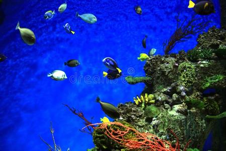 岩石 颜色 风景 潜水 海的 自然 泻湖 水族馆 海景 深的