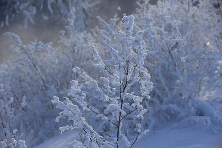 美丽的冬季景观，白雪覆盖的树木