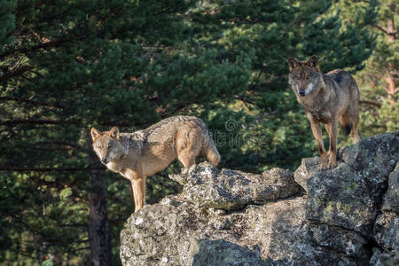 几只伊比利亚狼在岩石上发现了狼疮